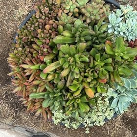 Photo of the plant species Small Red Carpet by @AdeptNoni67 named Nemo on Greg, the plant care app
