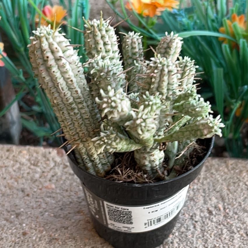 Photo of the plant species Corncob Cactus by @SinewyPlain90 named da Vinci on Greg, the plant care app