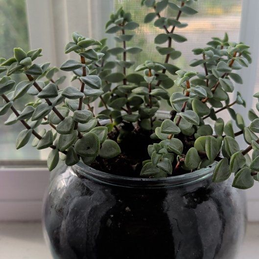 Photo of the plant species Jade Necklace by @AceAvocado66 named Leafy on Greg, the plant care app