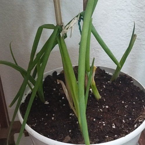Photo of the plant species Globe Onion by @PleasantFord named Achilles on Greg, the plant care app
