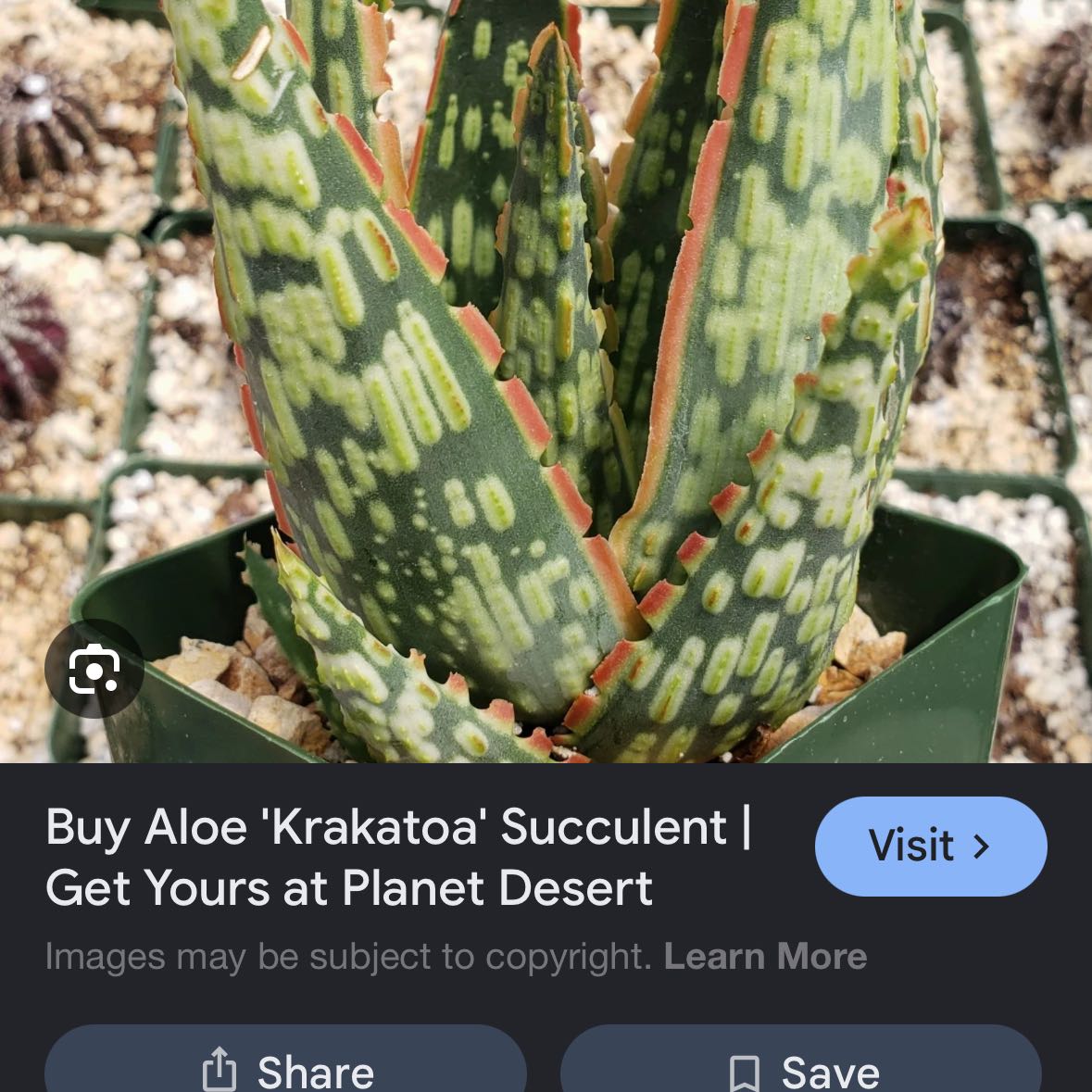 Photo of the plant species Aloe 'Krakatoa' by @TrustySedge32 named Winston on Greg, the plant care app