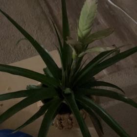 Photo of the plant species Pink Quill by @SharpKatsura10 named Taylor Swift on Greg, the plant care app