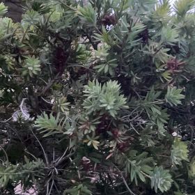 Photo of the plant species Alpenrose by @StaunchPhalsa90 named Ulysses S Plant on Greg, the plant care app