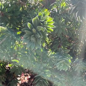 Photo of the plant species Albanian Spurge by @StaunchPhalsa90 named Xena on Greg, the plant care app