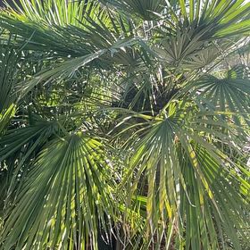 Photo of the plant species Chinese Windmill Palm by @StaunchPhalsa90 named Anne on Greg, the plant care app