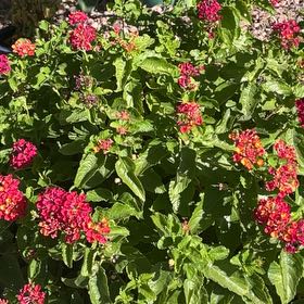 Photo of the plant species Egyptian Starcluster by @StaunchPhalsa90 named Figyonce on Greg, the plant care app