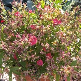 Photo of the plant species Chinese Honeysuckle by @StaunchPhalsa90 named Marley on Greg, the plant care app