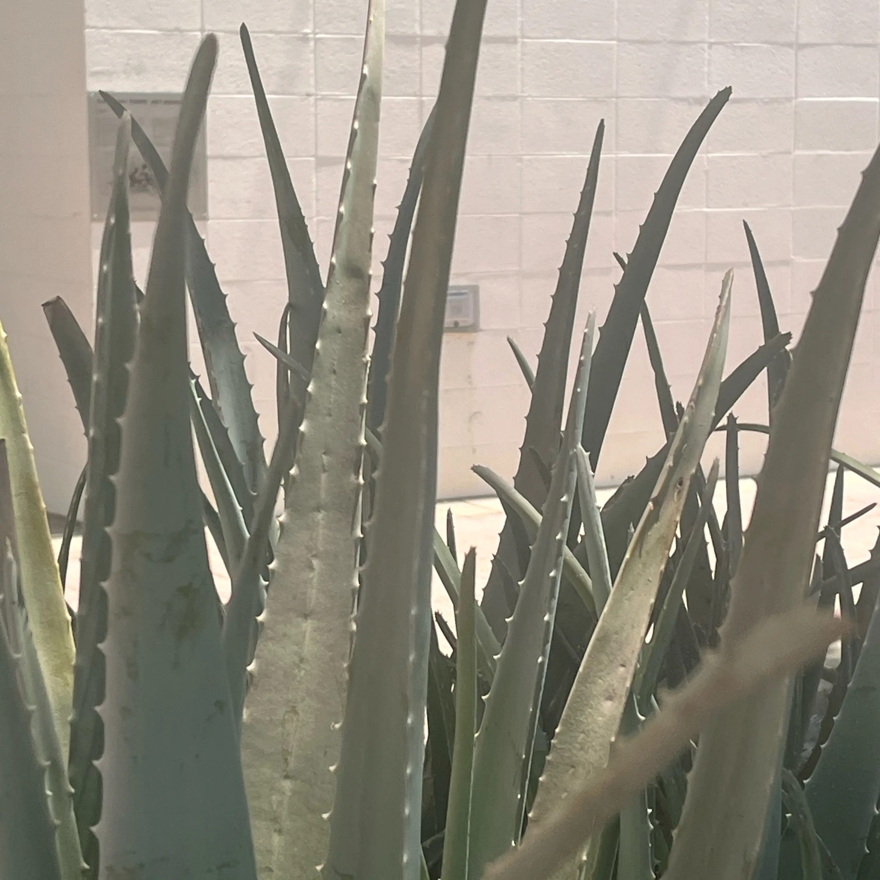 Photo of the plant species Lily of the Desert by @StaunchPhalsa90 named Surya on Greg, the plant care app