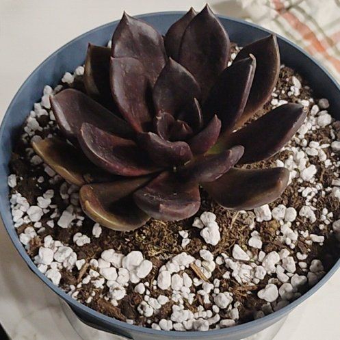 Photo of the plant species 'Black Flash' by @QuietRosea53 named Booger on Greg, the plant care app
