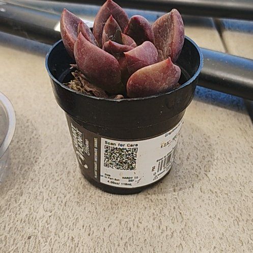 Photo of the plant species Graptoveria Juliana by @QuietRosea53 named Brad on Greg, the plant care app