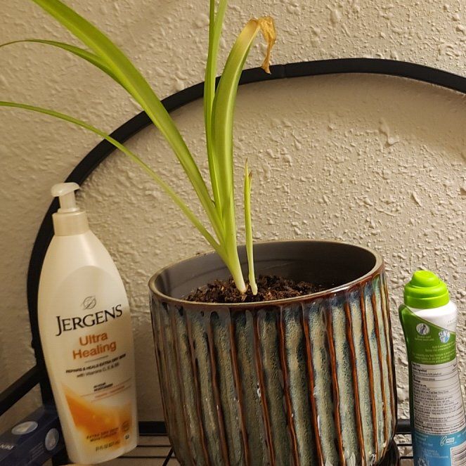 Photo of the plant species Beach Spiderlily by @SacredRedrose47 named Sanders on Greg, the plant care app