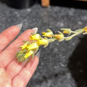 Photo of the plant species San Gabriel River Dudleya by @UprightWaxivy named Sonora on Greg, the plant care app