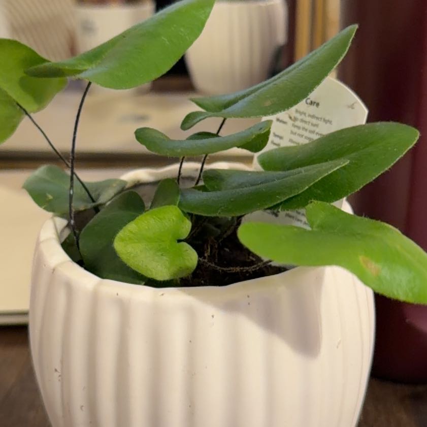 Photo of the plant species Golden Leather Fern by @ZingPeyote17 named Foxxy on Greg, the plant care app