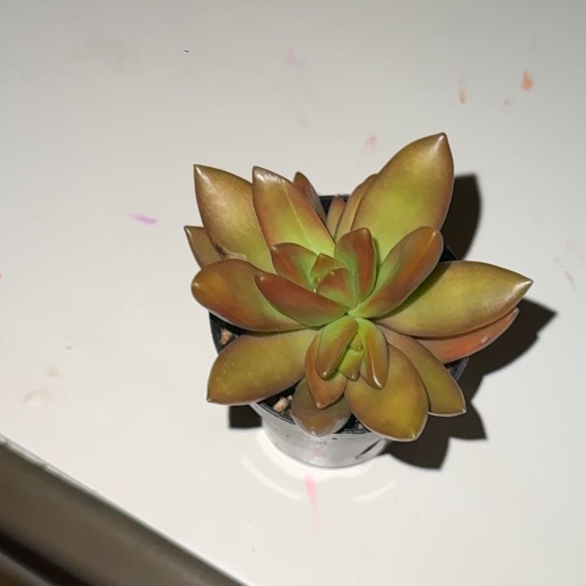 Photo of the plant species Golden Sedum by @HipMystax49 named Anne on Greg, the plant care app