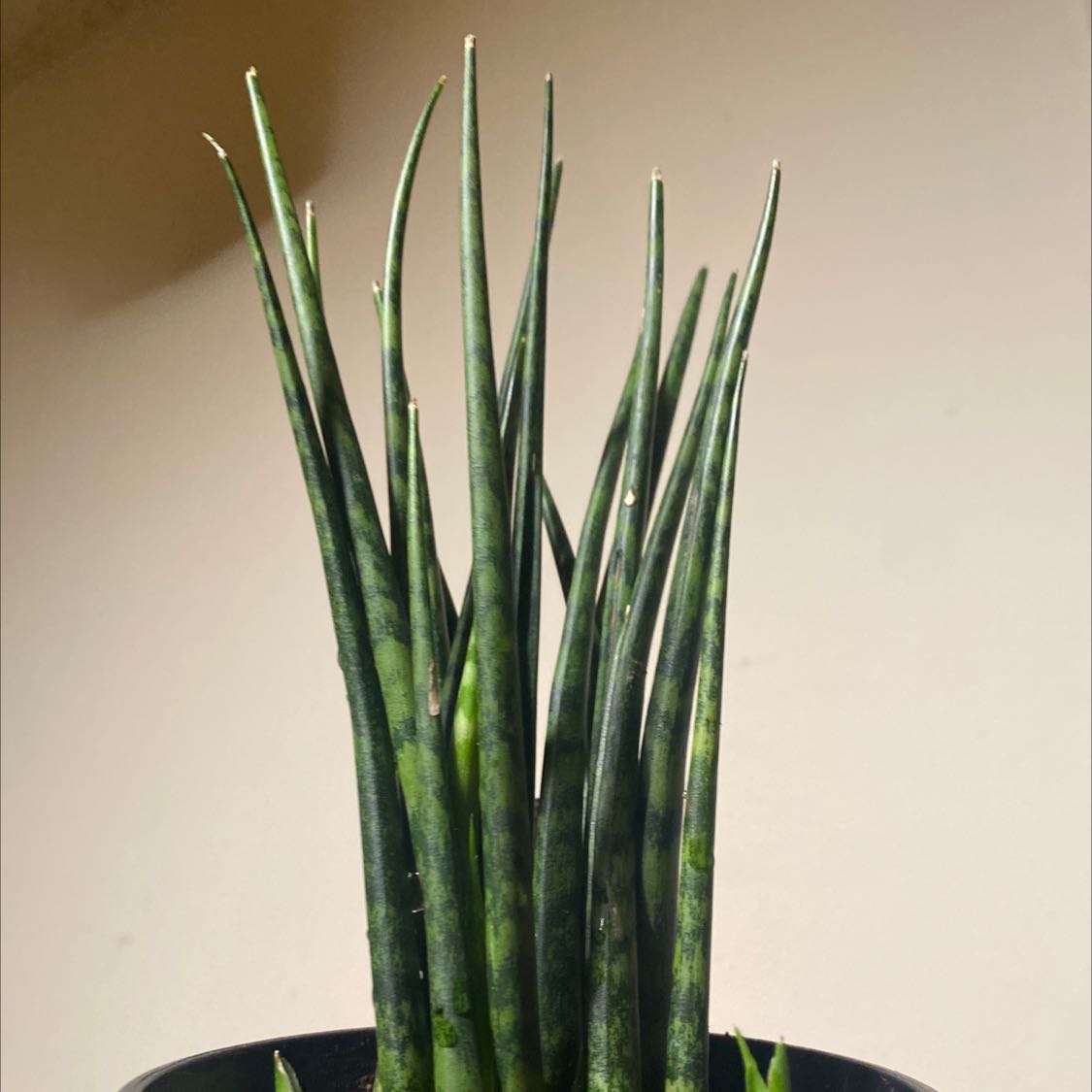 Dracaena 'Mikado' plant with tall, slender, green leaves in a pot.