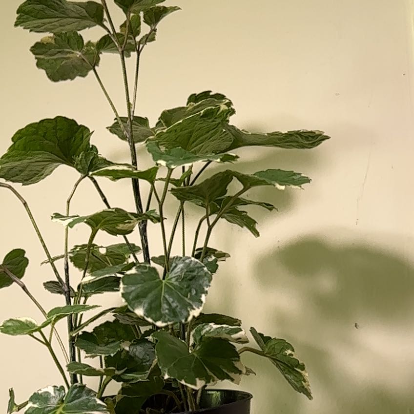 Fabian Aralia plant with variegated leaves in a pot against a plain background.
