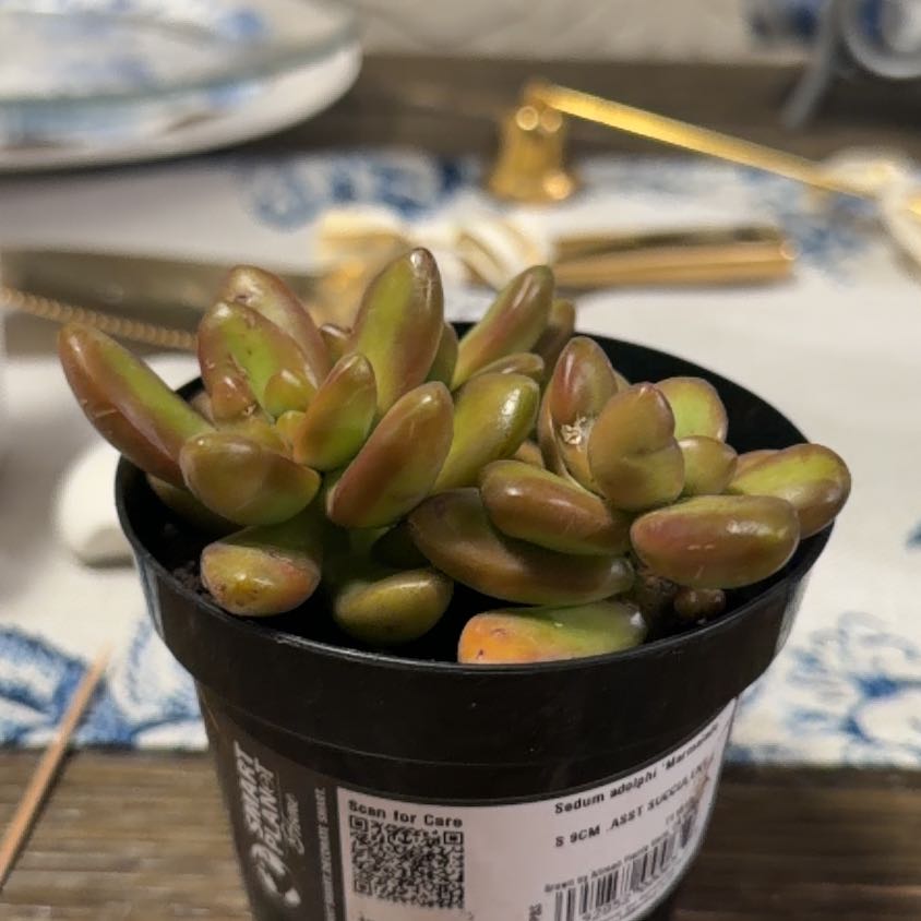 Photo of the plant species Golden Sedum by @VipViolet80 named Lavender on Greg, the plant care app