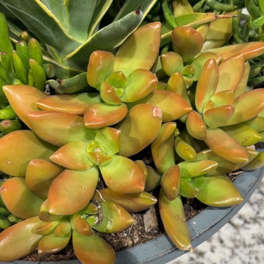 Photo of the plant species Golden Sedum by @InerrantCanna36 named Demi on Greg, the plant care app