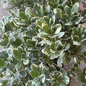 Photo of the plant species Japanese Cheesewood by @ExcellentHoya64 named Zeus on Greg, the plant care app