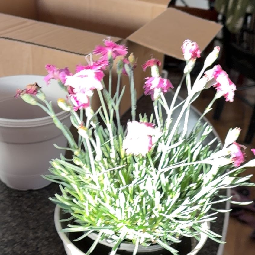 Photo of the plant species Dianthus 'Neon Star' by @TopNinebark6 named Zion on Greg, the plant care app
