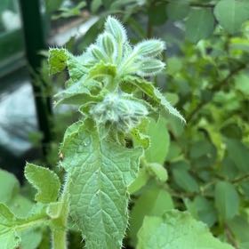 Photo of the plant species Borage by @StoutFantasy43 named Sproutacus on Greg, the plant care app