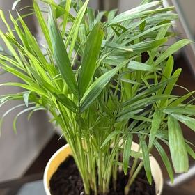 Photo of the plant species Bamboo Palm by @HeartfeltPhalsa named Gobi on Greg, the plant care app