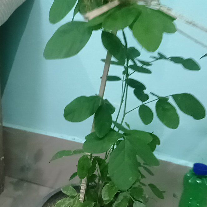 Photo of the plant species Asian Pigeonwings by @EagerKamahi58 named ChloroPhil on Greg, the plant care app