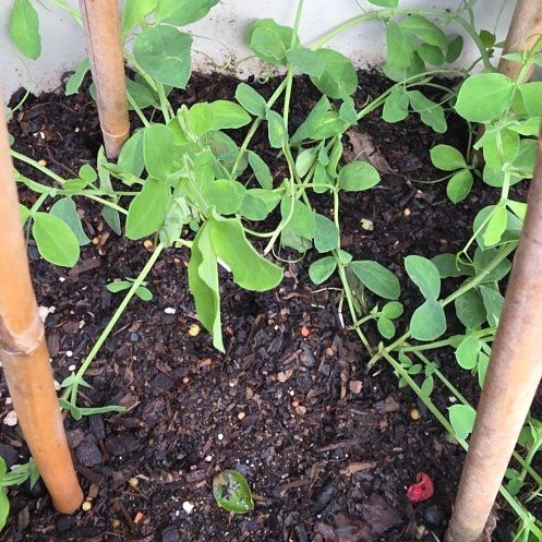 Photo of the plant species Sweet Pea 'Sweetie' by @BigSierrapea51 named Peter Parker on Greg, the plant care app