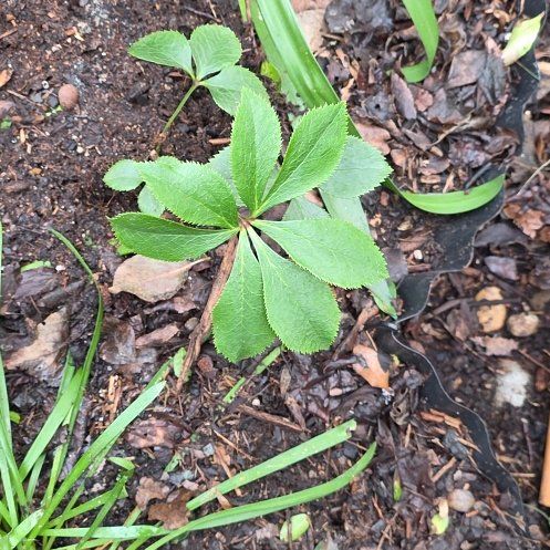 Photo of the plant species Hellebore 'Leo' by @BigSierrapea51 named Harper on Greg, the plant care app