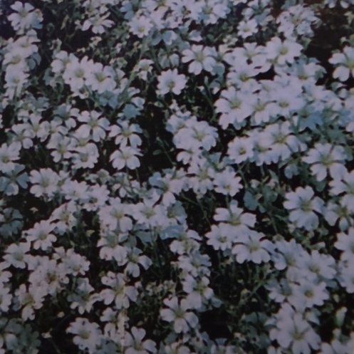 Photo of the plant species Snow-in-Summer by @BigSierrapea51 named Robert Plant on Greg, the plant care app