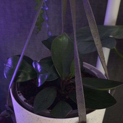 Photo of the plant species Peperomia clusiifolia 'Red Margin' by @BigSierrapea51 named Mollie on Greg, the plant care app