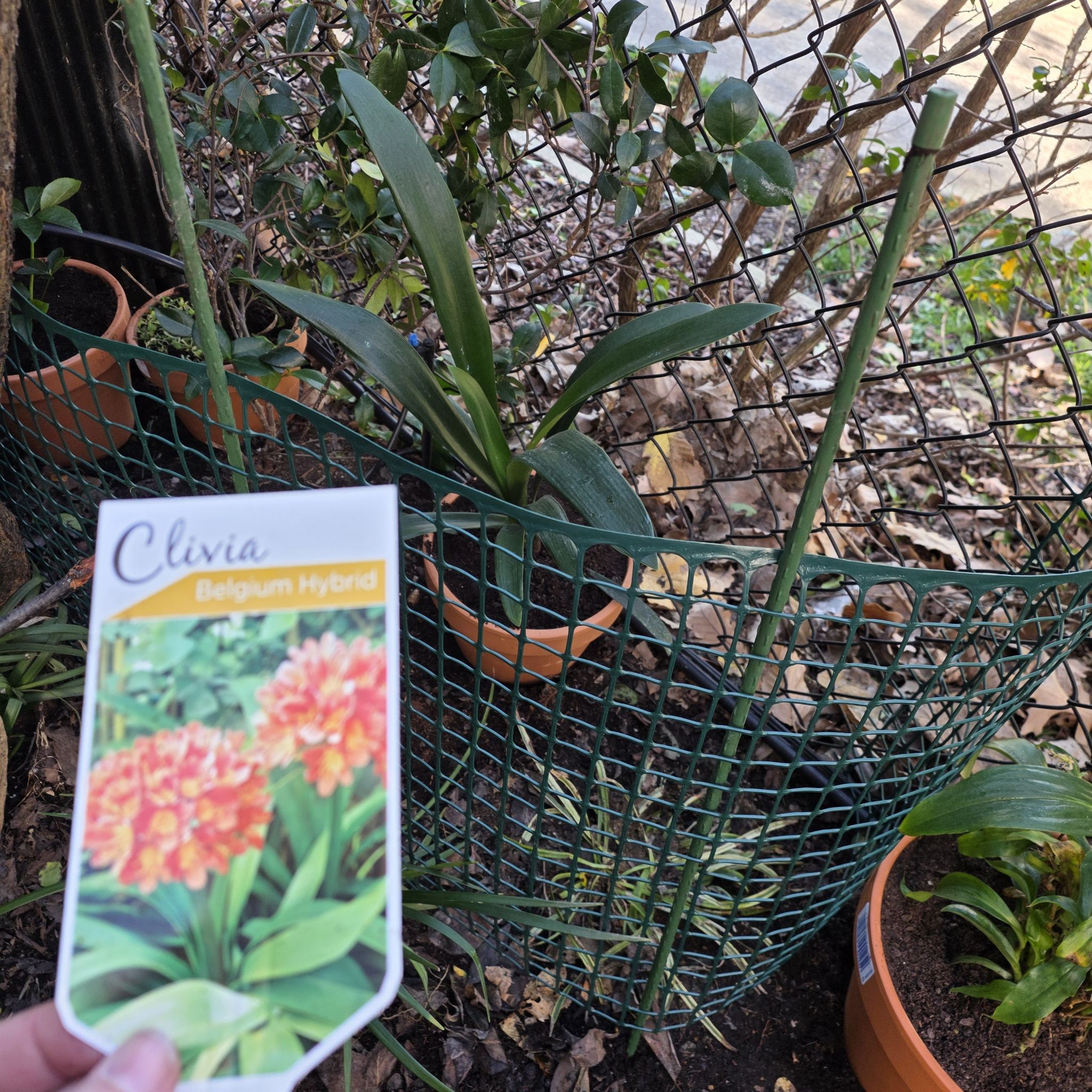 Photo of the plant species Clivia 'Album' by @BigSierrapea51 named Garden Clivia on Greg, the plant care app