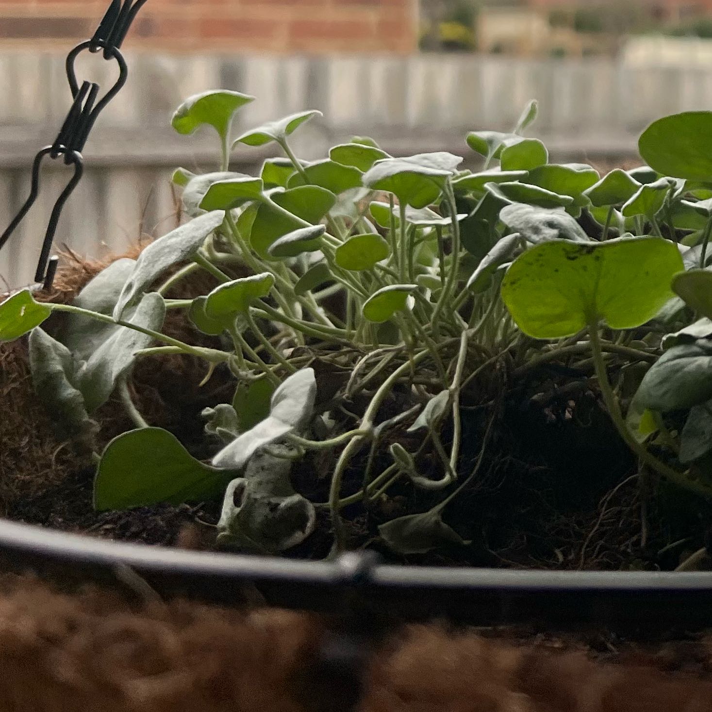Photo of the plant species Silver Falls Dichondra by @ZippySunstar24 named George on Greg, the plant care app