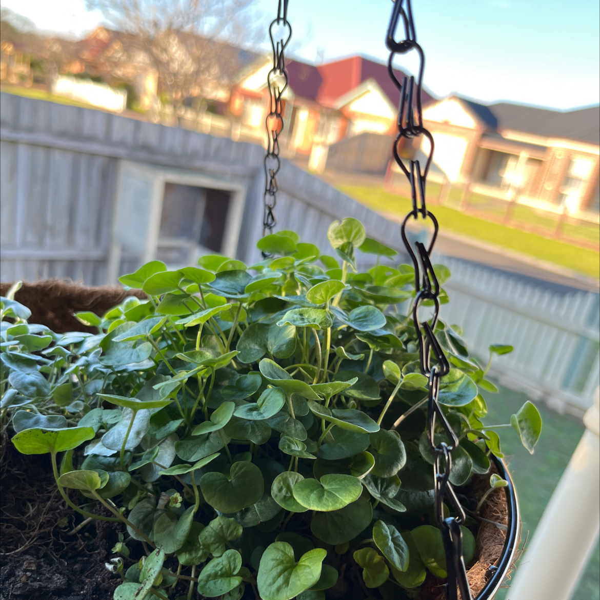 Photo of the plant species Emerald Falls Dichondra by @ZippySunstar24 named Esme on Greg, the plant care app