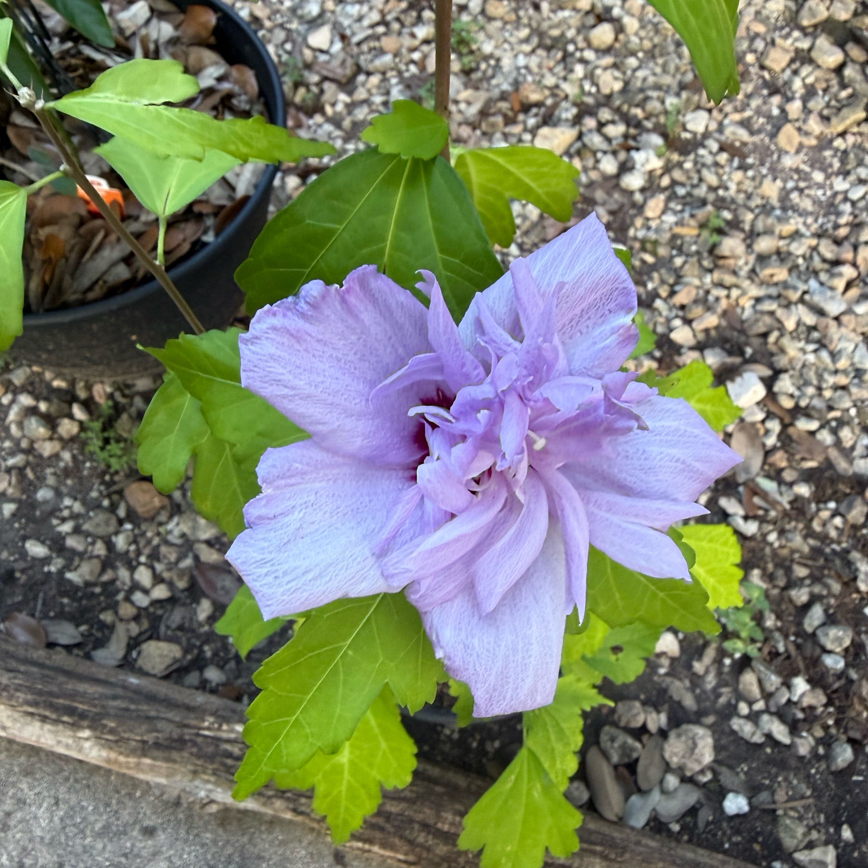 Photo of the plant species Korean Hibiscus by @BusyPomelo84 named Sir Plancelot on Greg, the plant care app