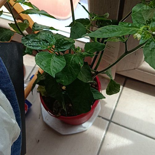 Photo of the plant species Trinidad Moruga Scorpion by @HipMudpuppy62 named Scorpious on Greg, the plant care app