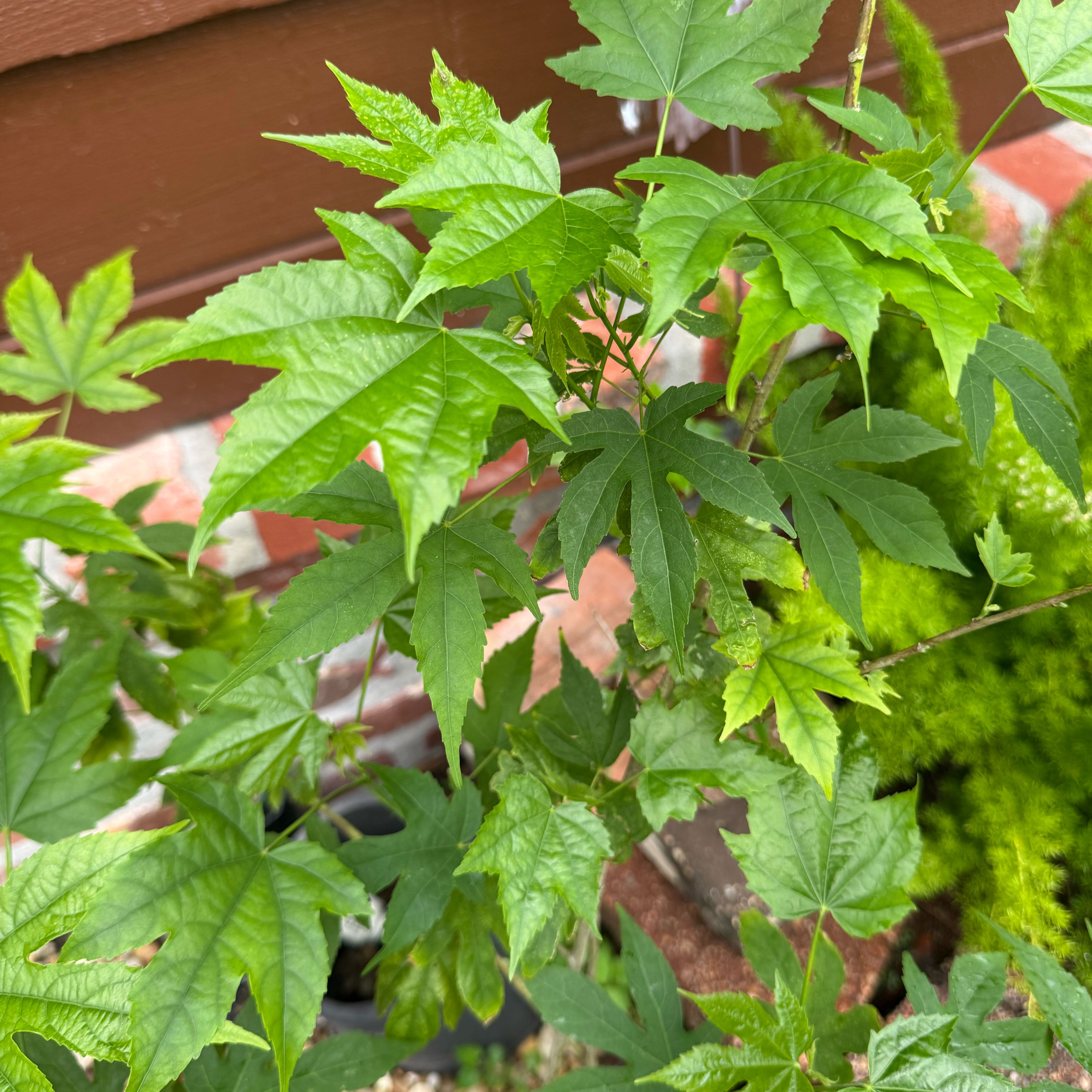Photo of the plant species Abutilon Pictum by @MentorLentil14 named Peter Parker on Greg, the plant care app