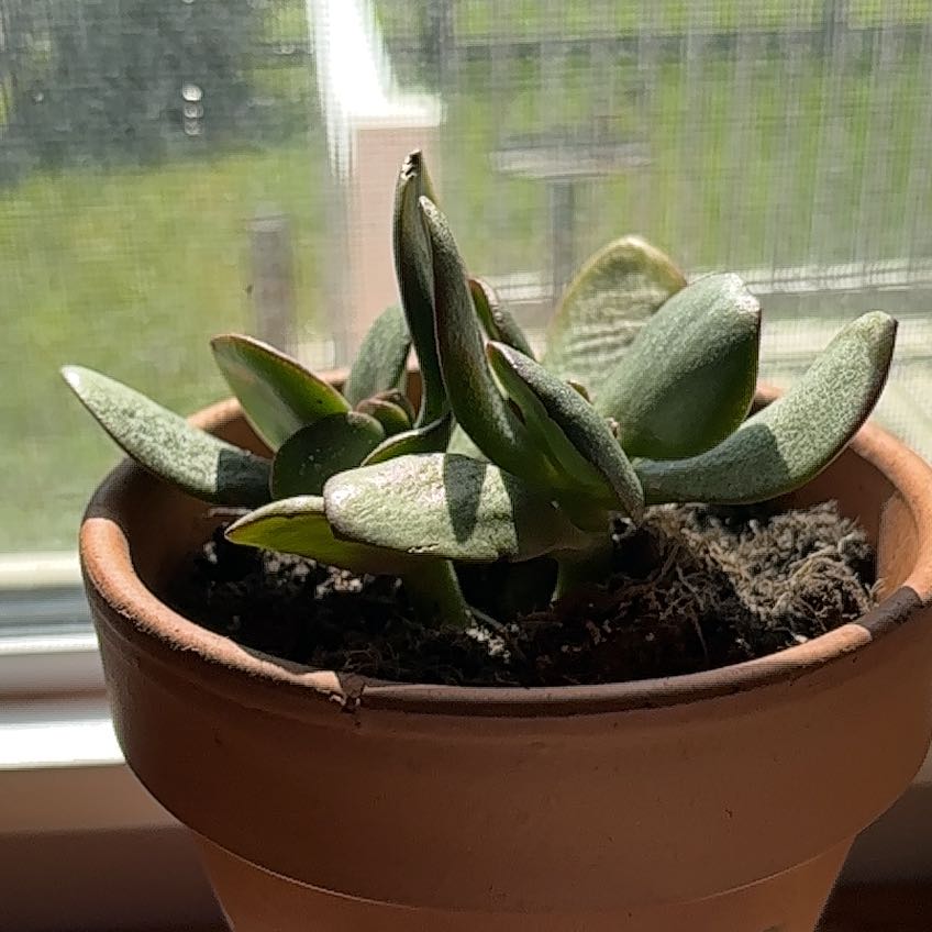 Photo of the plant species Golden Jade by @HotSalal88 named Plato on Greg, the plant care app