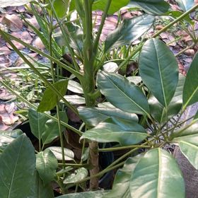 Photo of the plant species Octopus Tree by @TryMarjoram75 named Maya on Greg, the plant care app