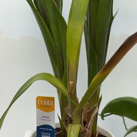 Photo of the plant species Bromeliad by @SavoryJade93 named Foxxy on Greg, the plant care app