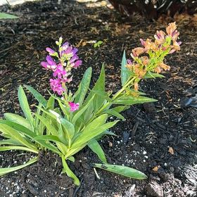 Photo of the plant species Lythrum Salicaria by @LimberPipevine named Robert Plant on Greg, the plant care app