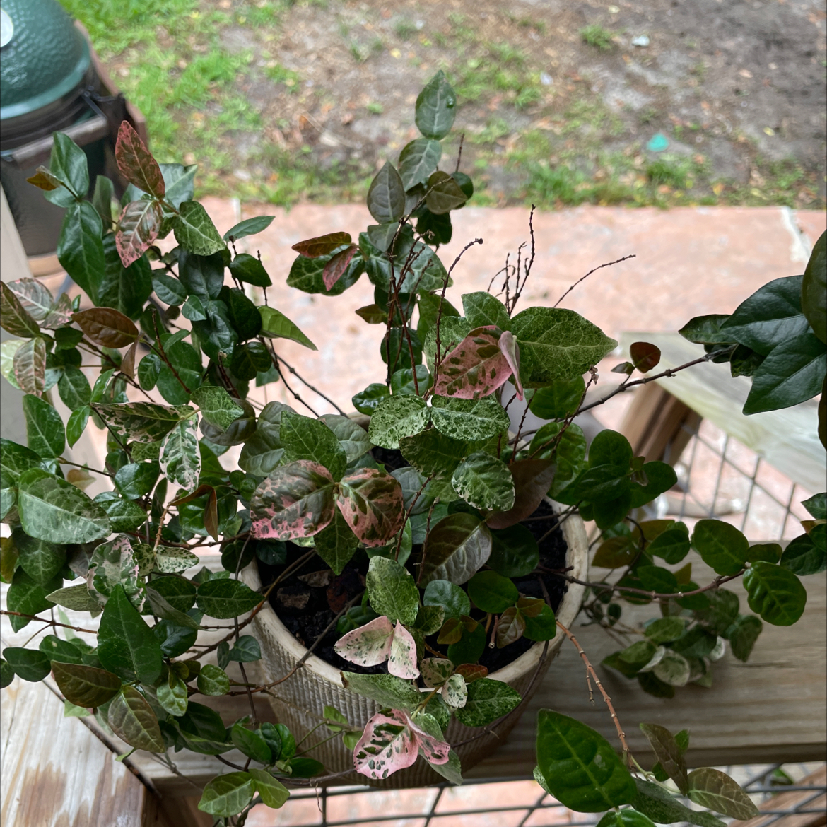 Snow n summer asian jasmine