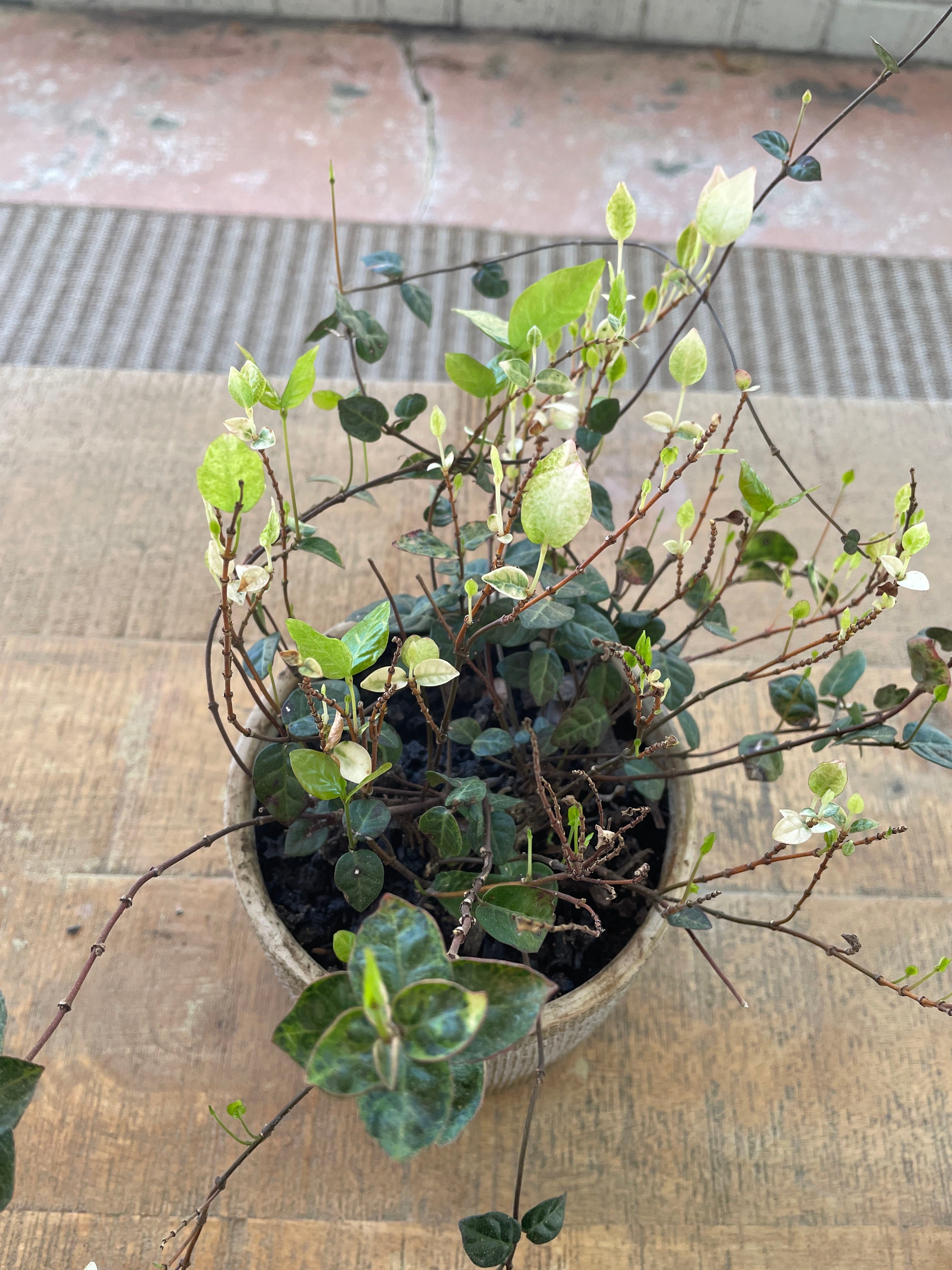 ⭐ 7 Plants That Thrive Alongside Japanese Star Jasmine