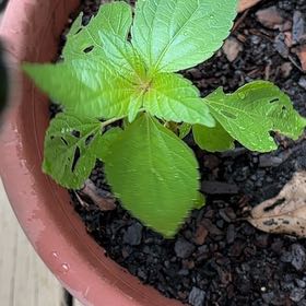 Photo of the plant species Virginia Copperleaf by @TastyPignut32 named Huckleberry Fern on Greg, the plant care app