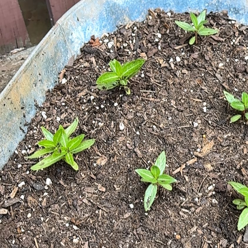 Photo of the plant species Slender Sunflower by @TastyPignut32 named Maya on Greg, the plant care app