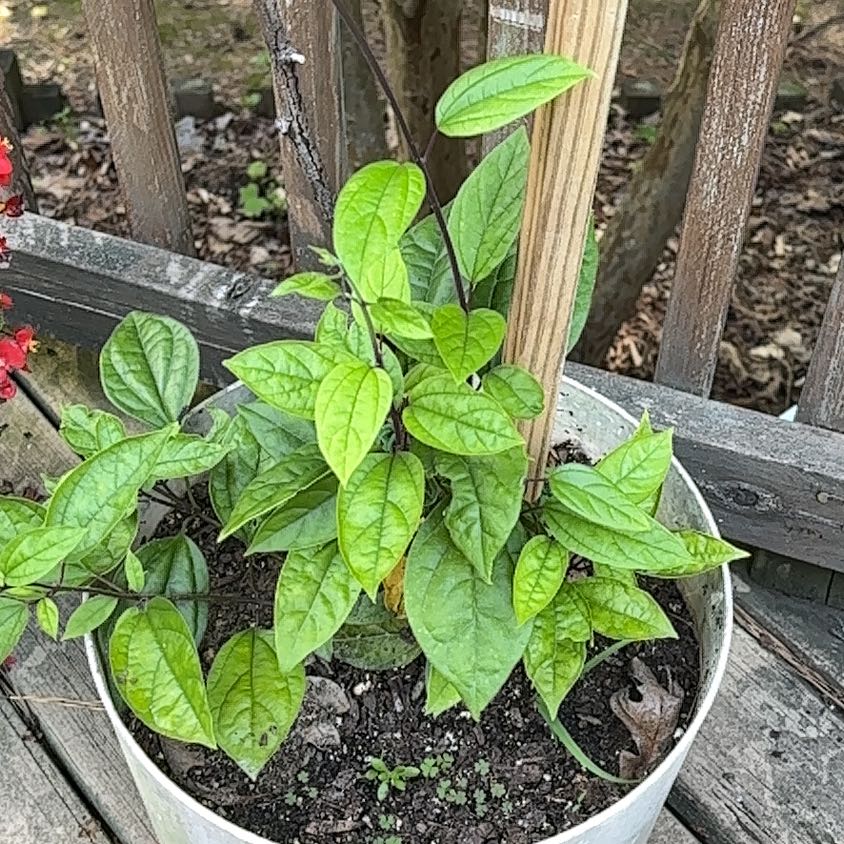 Photo of the plant species Bleeding Heart Vine by @TastyPignut32 named Harmony on Greg, the plant care app