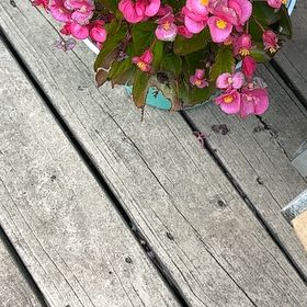 Photo of the plant species Bleeding Heart Vine by @TastyPignut32 named Athena on Greg, the plant care app
