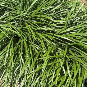 Photo of the plant species Big Blue Lilyturf by @TastyPignut32 named Planty on Greg, the plant care app