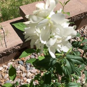 Photo of the plant species Sweet Mock Orange by @KinglyPoisonivy named Austen on Greg, the plant care app