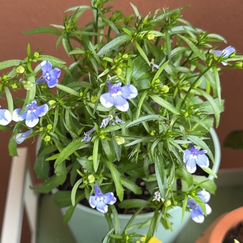 Photo of the plant species Edging Lobelia by @VipTukauki21 named Walt on Greg, the plant care app